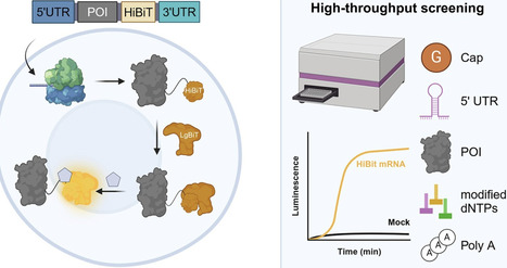 A flexible, high-throughput system for studying live mRNA translation with HiBiT technology | nar | RMH | Scoop.it