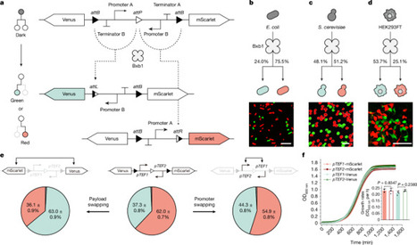 Synthetic circuits for cell ratio control | RMH | Scoop.it