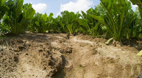 Prévenir l'érosion des sols pour protéger leurs ressources et leur biodiversité - Ministère de l'Agriculture et de l'Alimentation | Gestion Durable des Ressources | Scoop.it