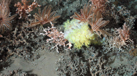 En Bretagne aussi, l'état du corail inquiète les scientifiques | Biodiversité | Scoop.it