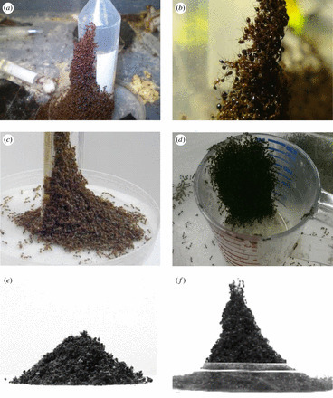 La formule des formidables pyramides | EntomoNews | Scoop.it