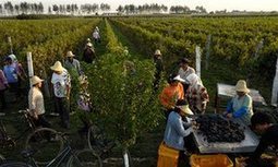 Chinese wines and their international rivals | ASIES | Scoop.it