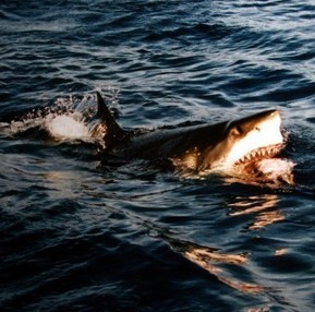 15 Shark Facts | Dr. Goulu | Scoop.it