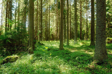 Metsät | 1Uutiset - Lukemisen tähden | Scoop.it