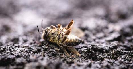 En seulement 10 ans, près d'un tiers des insectes ont disparu en Allemagne | Biodiversité | Scoop.it