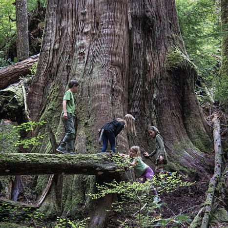 Message from Elders for Ancient Trees | World Science Environment Nature News | Scoop.it