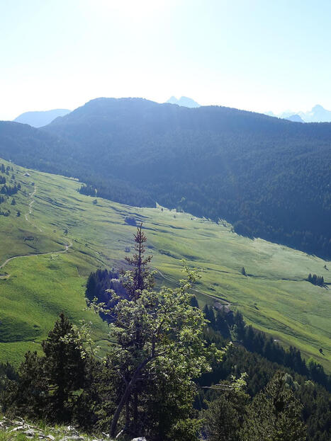 Dans les montagnes de l&rsquo;Ain, un observatoire forestier pour suivre l&rsquo;&eacute;volution des for&ecirc;ts face au changement climatique - ONF | Biodiversit&eacute; | Scoop.it