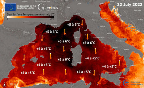 Mer anormalement chaude en Méditerranée : multiples conséquences néfastes 25/07/2022 | Biodiversité | Scoop.it