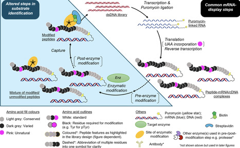 mRNA Display for Identifying Peptide Substrates of Enzymes | acs | RMH | Scoop.it