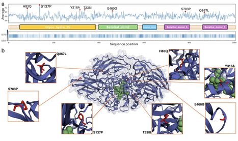 AI-assisted improvement of Aspergillus oryzae &beta;-galactosidase using an Ensemble of Protein Language Models | brvbe | RMH | Scoop.it