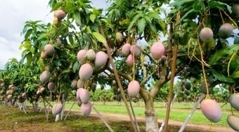 Filière mangue: Le fléau des mouches des fruits en recul en Afrique de l’Ouest | KILUCRU | Scoop.it