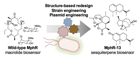 Engineering the effector specificity of the macrolide-sensing transcription factor MphR for the detection of sesquiterpenes | brvbe | RMH | Scoop.it