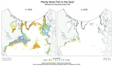 The impact of industrial fishing? See for yourself | OUR OCEANS NEED US | Scoop.it