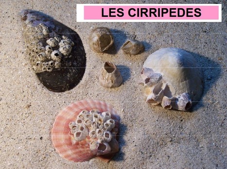 Les Cirripèdes | EntomoScience | Scoop.it
