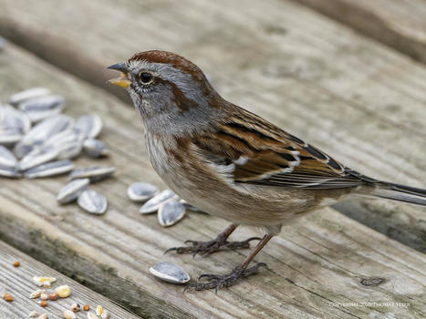 Bird AI with M.Zuiko 75-300 | Mirrorless Cameras | Scoop.it