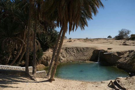 En Tunisie, les producteurs de fruits et légumes en manque d’eau tiraillés entre productivisme et permaculture | HORTICULTURE | Scoop.it