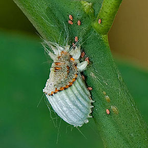 Des insectes rehaussent notre compr&eacute;hension des relations entre animaux et bact&eacute;ries | Microbiologie | Scoop.it