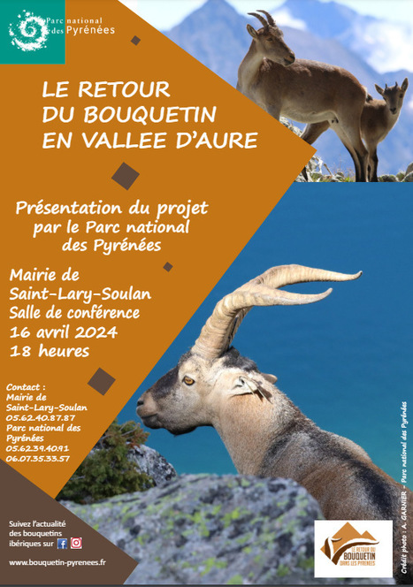 Retour du bouquetin en vallée d'Aure - Présentation du projet  à Saint-Lary le 16 avril | Vallées d'Aure & Louron - Pyrénées | Scoop.it