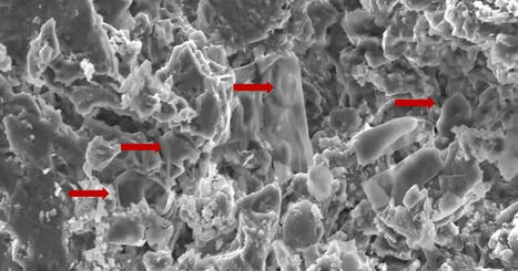 Detectaron un tumor en un fósil de dinosaurio, ahora este hallazgo podría ser la clave para curar el cáncer en humanos | Mi Cajón de Ideas | Scoop.it
