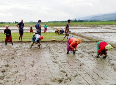 MANIPUR, INDIA: System of Rice Intensification - A Way of Reducing GHGs | SRI Global News ++ March - May 2025    System of Rice Intensification (SRI) | Scoop.it
