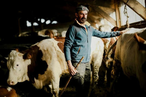 La Fermière accroît son engagement pour la filière lait des Alpes | Lait de Normandie... et d'ailleurs | Scoop.it