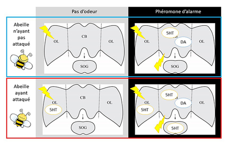 Gare au dard ! Neurobiologie du comportement d&eacute;fensif de l'abeille&nbsp; | EntomoNews | Scoop.it