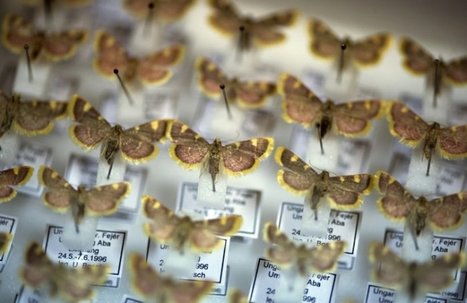 "Apocalypse des insectes" : le trésor des entomologistes de Krefeld | EntomoNews | Scoop.it