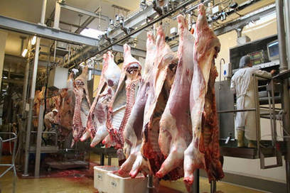 La fête pascale "booste" l'activité de l'abattoir communautaire du Puy (43) | La Gazette des abattoirs | Scoop.it