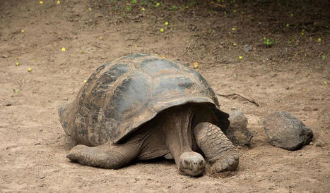 Galapagos Giant Tortoise - Facts, Size & Habitat Information | Galapagos | Scoop.it