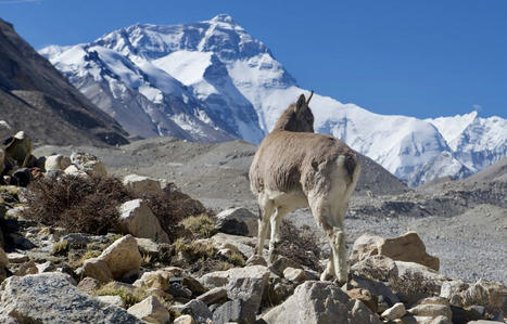 COP15&nbsp;: Les aires prot&eacute;g&eacute;es pour pr&eacute;server la biodiversit&eacute;, la r&eacute;ponse &agrave; tout&nbsp;? | Biodiversit&eacute; | Scoop.it
