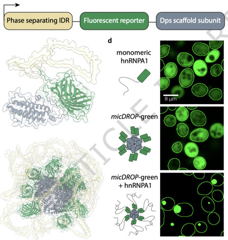 Mapping interactions between disordered regions reveals promiscuity in biomolecular condensate formation | Ncm | RMH | Scoop.it