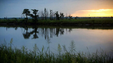What ghost forests tell us about ecological belonging | by&nbsp;Frederick Hewett |&nbsp; Cognoscenti | WBUR.org | Schools + Libraries + Museums + STEAM + Digital Media Literacy + Cyber Arts + Connected to Fiber Networks | Scoop.it