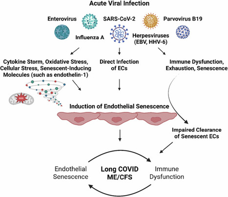 Virus-induced endothelial senescence as a cause and driving factor for ME/CFS and long COVID: mediated by a dysfunctional immune system | Cell Death & Disease | Immunology | Scoop.it