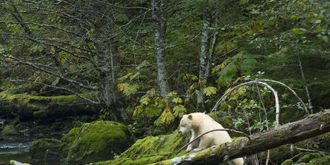 Le Canada sanctuarise la plus grande forêt humide du monde | Economie Responsable et Consommation Collaborative | Scoop.it