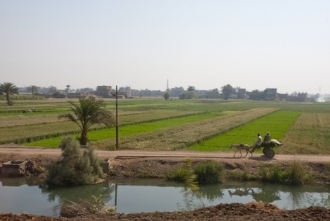 Egypt to enhance food security with IFAD $71 million loan and grant | CIHEAM Press Review | Scoop.it