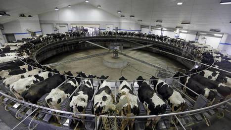 Espagne : La coopérative Navarraise Odieta Valley veut ouvrir la plus grande ferme laitière d’Europe | Lait de Normandie... et d'ailleurs | Scoop.it