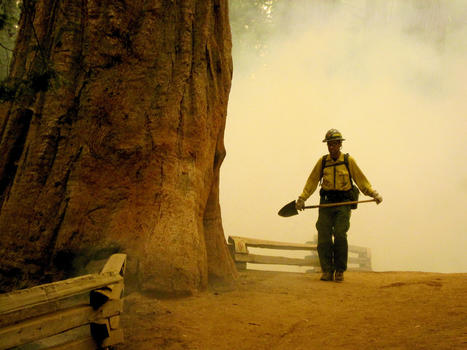 Coming Full Circle: How Parks Are Using Conventional Tools in New Ways to Restore Imperiled Forests (U.S. National Park Service) | World Science Environment Nature News | Scoop.it