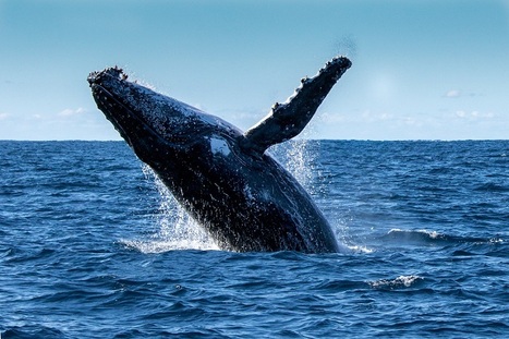 Best whale watching destinations in the world | Commonwealth of Dominica | Scoop.it