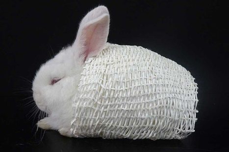 New Fabric Inspired by Polar Bear Hair | Biomimicry | Scoop.it