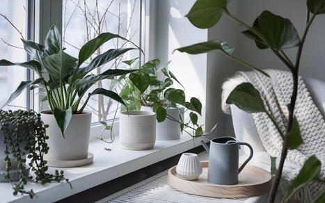 Plantes d&rsquo;int&eacute;rieur, ce geste d&rsquo;arrosage en hiver provoque des pointes brunes selon l&rsquo;INRAE | Paysage - Agriculture | Scoop.it