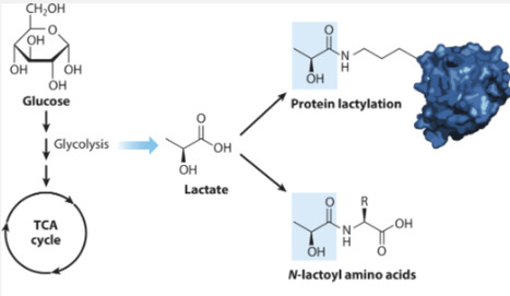 Lactate as a Chemical Modification on Proteins and Metabolites | anR | RMH | Scoop.it