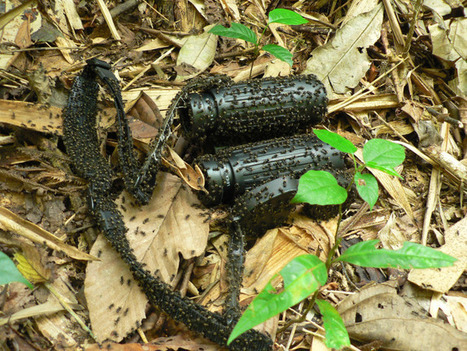 Rainforest Rangers at the Eden Project | Rainforest CLASSROOM | Scoop.it