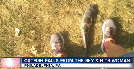 Suurikokoinen kala putosi taivaalta naisen p&auml;&auml;h&auml;n - Stara | 1Uutiset - Lukemisen t&auml;hden | Scoop.it