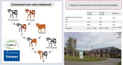 Trévarez : le croisement 3 voies pour mieux valoriser le lait bio | Lait de Normandie... et d'ailleurs | Scoop.it