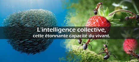L&rsquo;intelligence collective, cette &eacute;tonnante capacit&eacute; du vivant | EntomoScience | Scoop.it