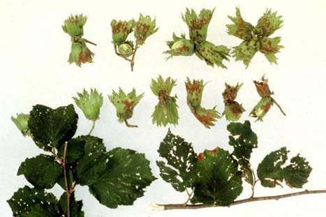 Type three effector genes distribution and sequence analysis provides new insights into pathogenicity of plant pathogenic Xanthomonas arboricola | TAL effector science | Scoop.it