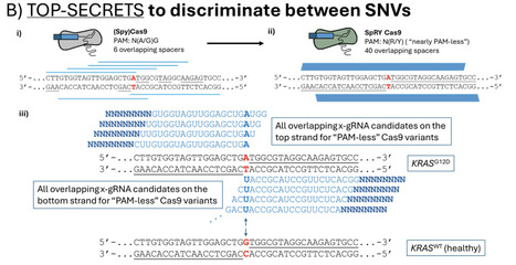 TOP-SECRETS enables Cas9 nucleases to discriminate SNVs outside of PAMs  | RMH | Scoop.it