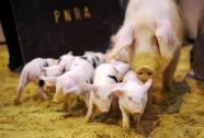 Save The Pigs by going commando | No Such Thing As The News | Scoop.it