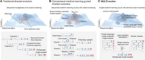 Rapid directed evolution guided by protein language models and epistatic interactions | sci | RMH | Scoop.it