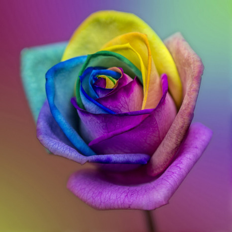 Saatchi Online Artist: Pixie Copley; Digital  Photography "Rainbow Rose" | Best of Design Art, Inspirational Ideas for Designers and The Rest of Us | Scoop.it